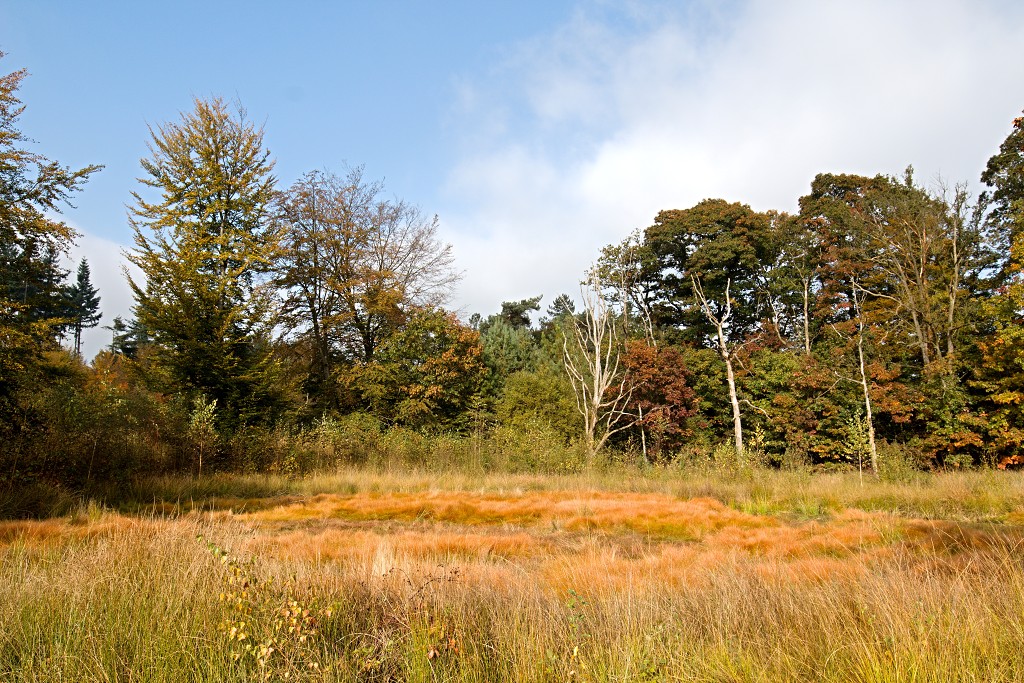 baronie van breda leemputten boswachterij dorst mastbos chaamse bossen Liesbos Vuchtpolder hdr bos Strijbeekse Heide staatsbosbeheer